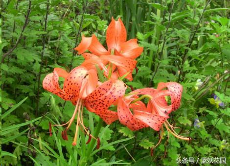 百合种球怎么种植，百合花种球的种植方法和注意事项（新买的百合种球）