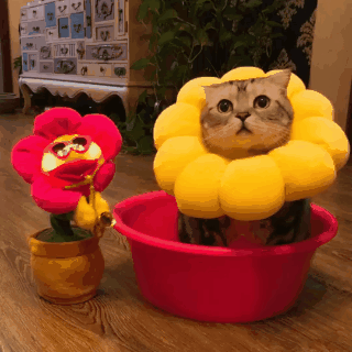 七夕送什么？收下这份抖音网红礼物清单