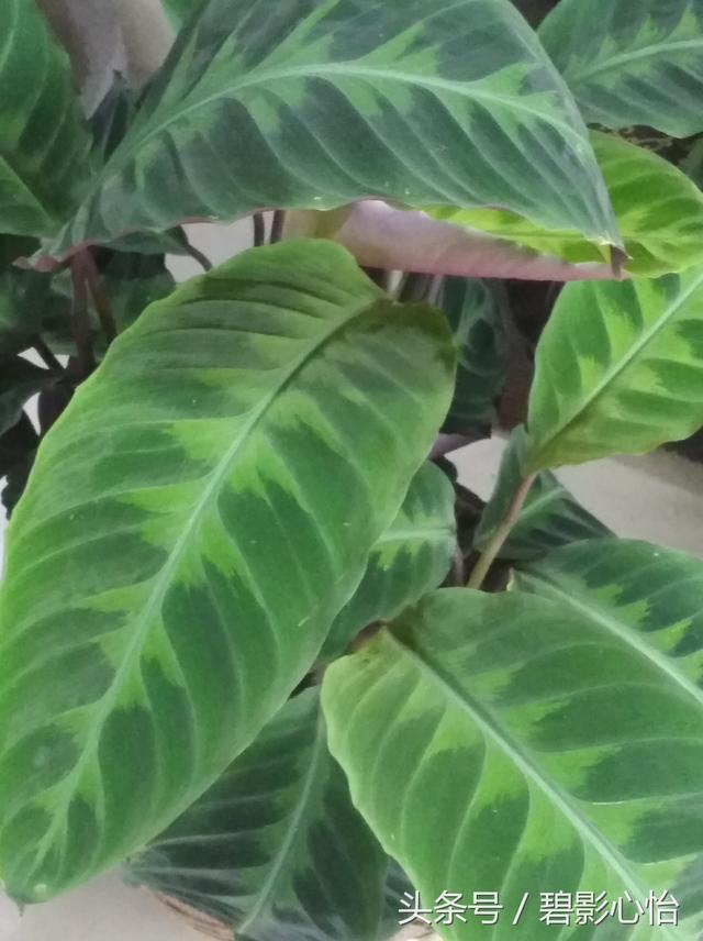 情人节送老公什么礼物七夕情人节，送给老婆一盆这样的花，既经济实惠，又能