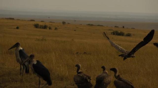 东非野生动物大迁徙，东非野生动物大迁徙的原因和路线