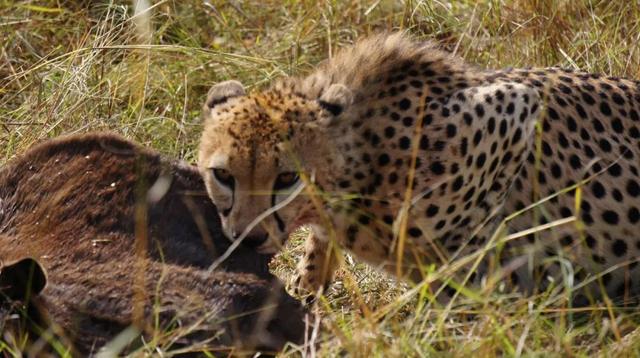 东非野生动物大迁徙，东非野生动物大迁徙的原因和路线