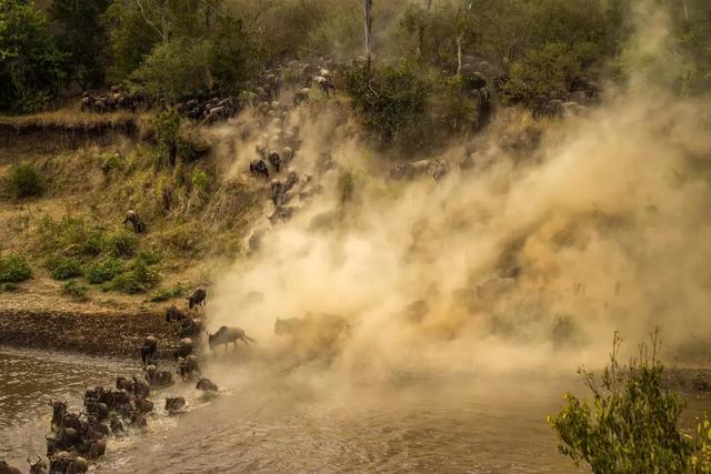 东非野生动物大迁徙，东非野生动物大迁徙的原因和路线