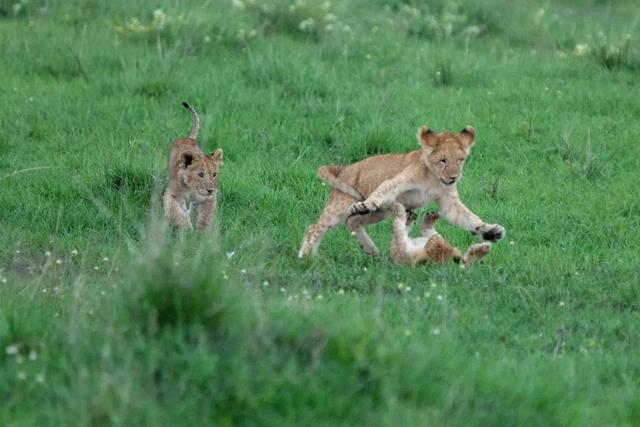 东非野生动物大迁徙，东非野生动物大迁徙的原因和路线