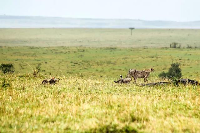 东非野生动物大迁徙，东非野生动物大迁徙的原因和路线