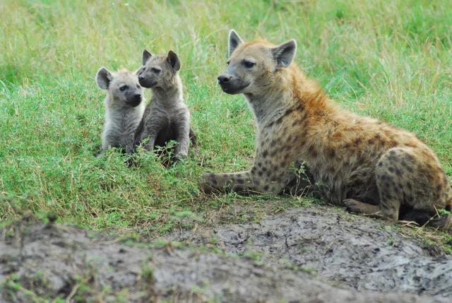 东非野生动物大迁徙，东非野生动物大迁徙的原因和路线