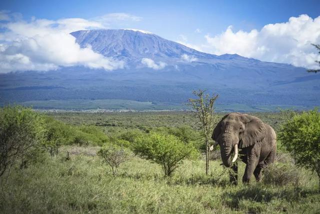 东非野生动物大迁徙，东非野生动物大迁徙的原因和路线