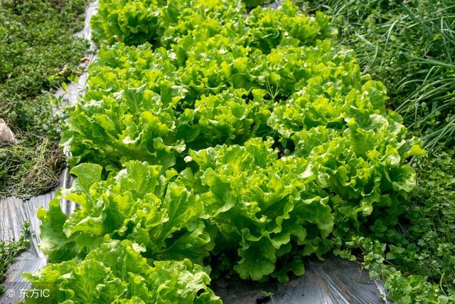 生菜的种植方法和时间，春季生菜的种植方法和时间（30天后就能吃）