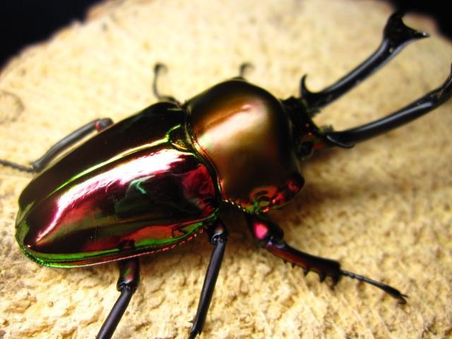 如何分辨独角仙幼虫，甲虫的生命周期