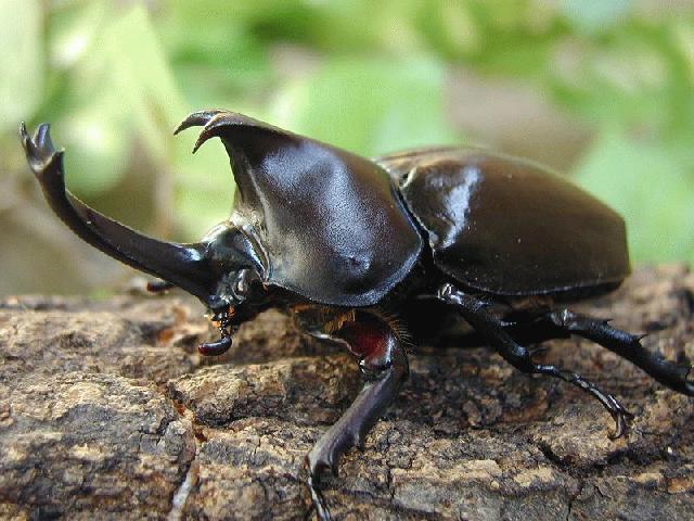 如何分辨独角仙幼虫，甲虫的生命周期