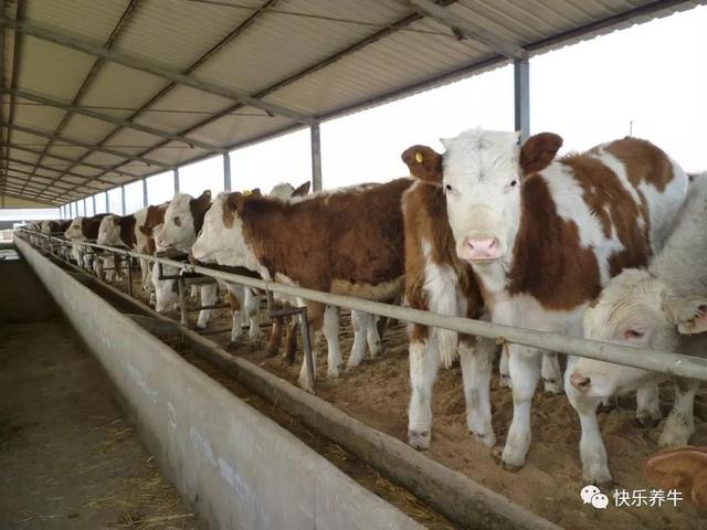 养殖肉牛基本知识，养殖肉牛的利润怎么样