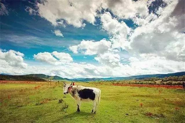 云南话方言大全，云南方言大全有多少种