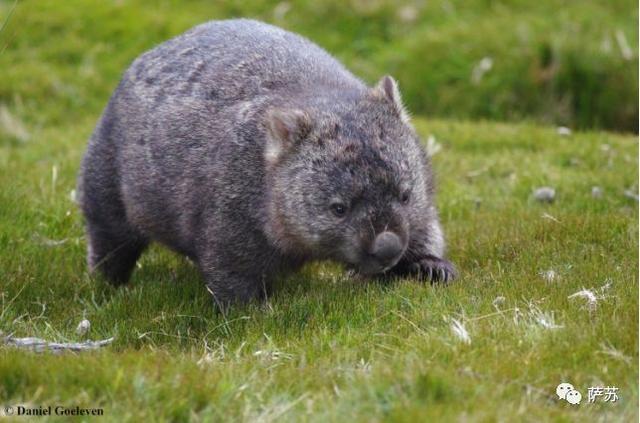 袋熊，澳大利亚聪明的袋熊