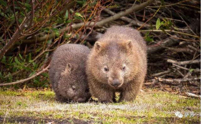袋熊，澳大利亚聪明的袋熊