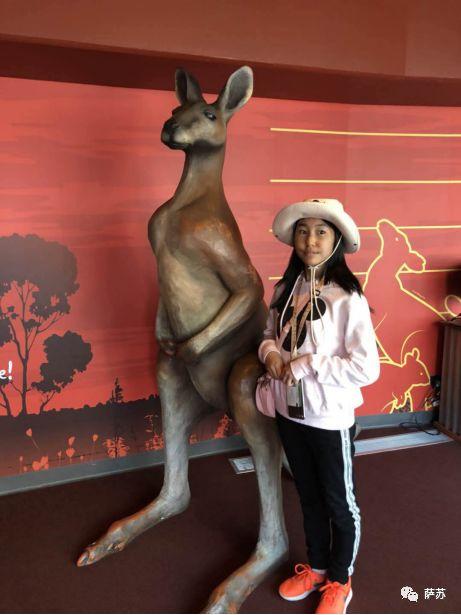 袋熊，澳大利亚聪明的袋熊