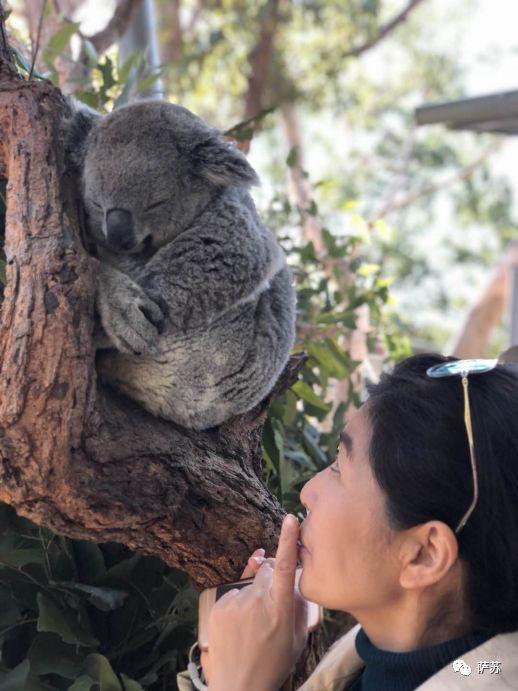 袋熊，澳大利亚聪明的袋熊