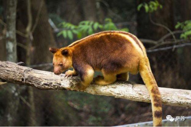 袋熊，澳大利亚聪明的袋熊