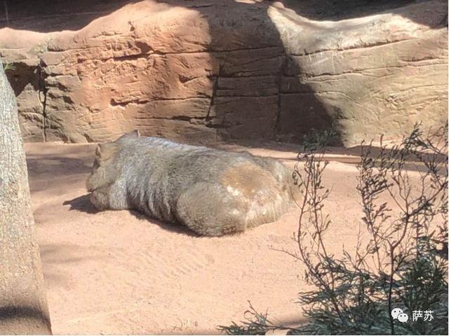 袋熊，澳大利亚聪明的袋熊