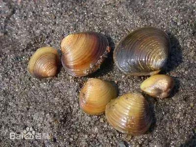 丹东黄蚬子凉拌，河蚬被遗忘的美食