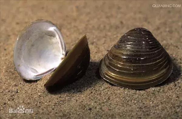 丹东黄蚬子凉拌，河蚬被遗忘的美食