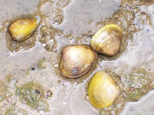 丹东黄蚬子凉拌，河蚬被遗忘的美食