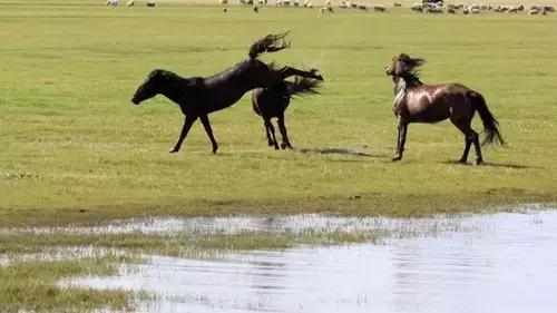 邯郸方言文字，邯郸人会说不会写的26个字
