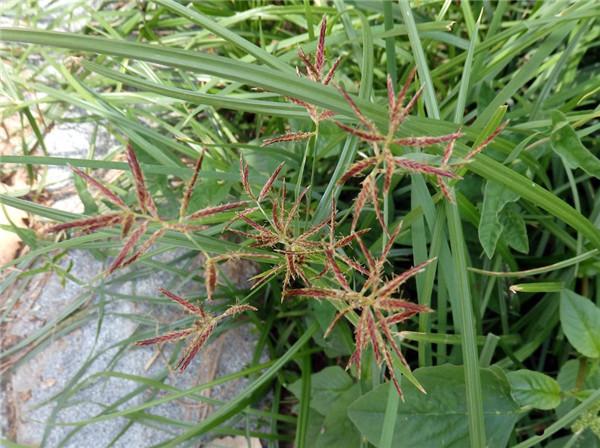 世界上十大恶性杂草，虽为世界十大恶性杂草之首