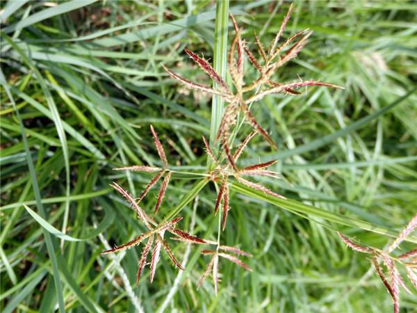 世界上十大恶性杂草，虽为世界十大恶性杂草之首