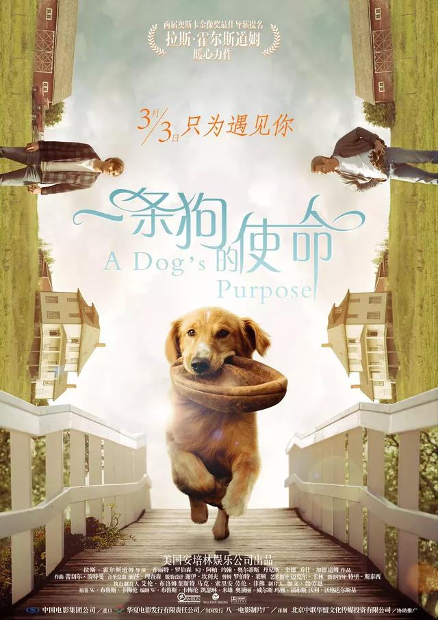 12部萌翻了的宠物电影，这30部评分超高的宠物电影
