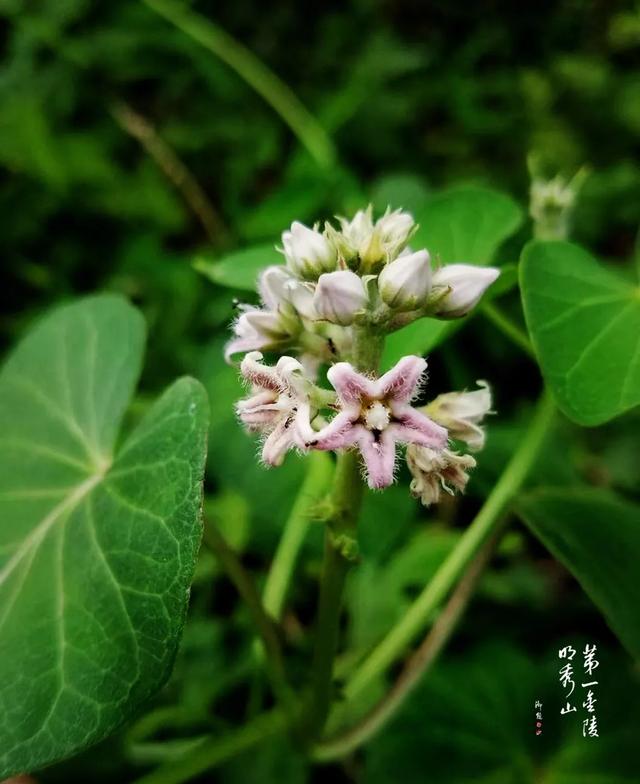 常见萝藦科多肉植物，栖霞山植物百科