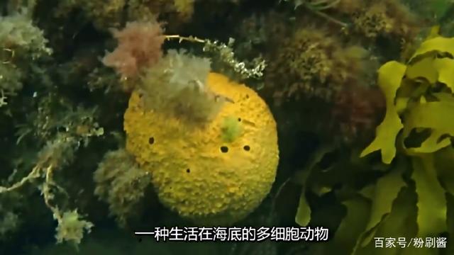 海绵宝宝里的鱼，海绵宝宝中5种真实存在的海洋动物（《海绵宝宝》中五种真实存在的海洋生物）