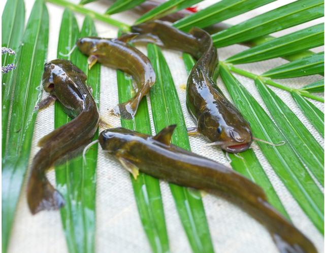 三角峰和黄辣丁的区别，黄辣丁和三角峰营养差别