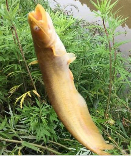 三角峰和黄辣丁的区别，黄辣丁和三角峰营养差别