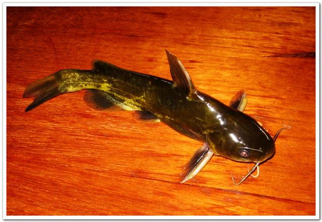 三角峰和黄辣丁的区别，黄辣丁和三角峰营养差别