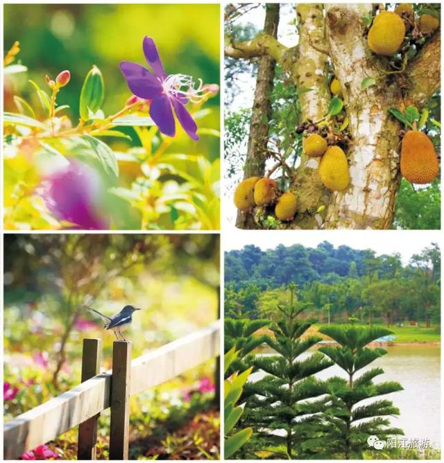 阳江最出名的10大景点在哪里，海陵岛南海一号……还有这些必打卡