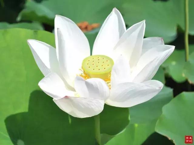晚安的说说180825：情深情浅全在真，缘深缘浅全在心