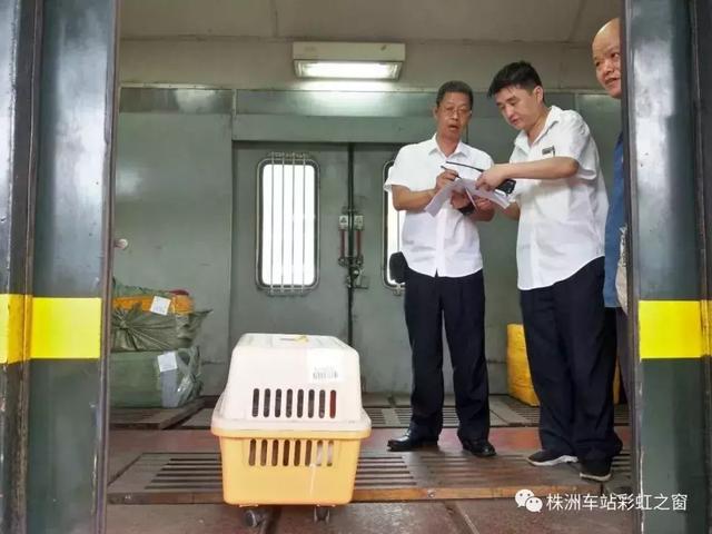 中铁快运宠物托运，敲黑板关于宠物托运的流程火车篇（官方提示：不要代办检疫证明）