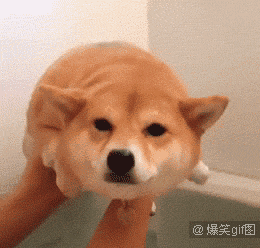 中铁快运宠物托运，敲黑板关于宠物托运的流程火车篇（官方提示：不要代办检疫证明）