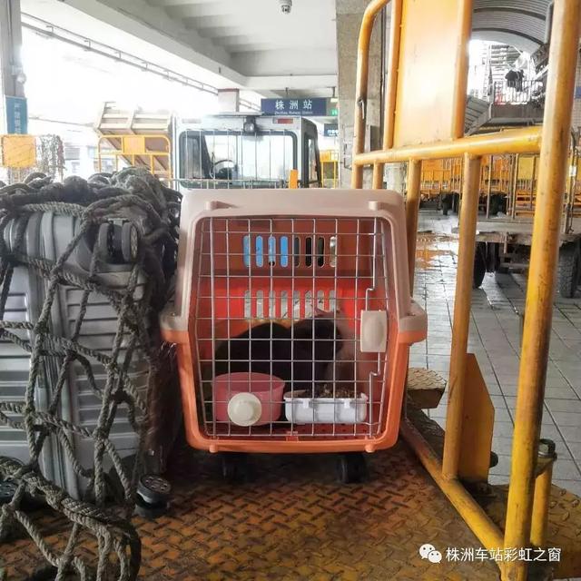 中铁快运宠物托运，敲黑板关于宠物托运的流程火车篇（官方提示：不要代办检疫证明）