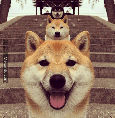 中铁快运宠物托运，敲黑板关于宠物托运的流程火车篇（官方提示：不要代办检疫证明）