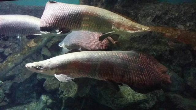 龙鱼最佳观赏鱼，请不要把有些观赏鱼也当成龙鱼