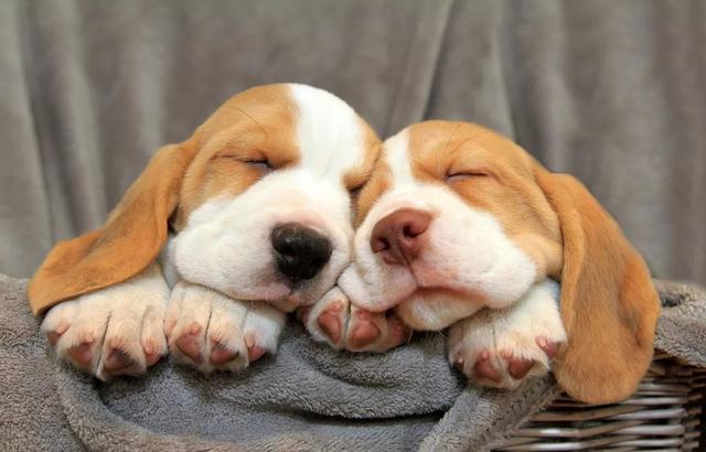 狗狂犬疫苗多少钱，狗狗打狂犬疫苗价格一览表