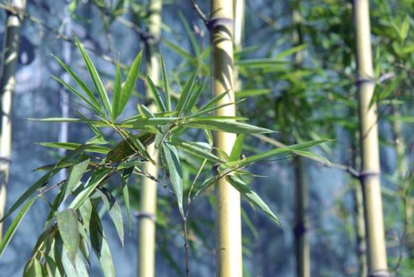 水墨画教程竹，水墨竹子教程