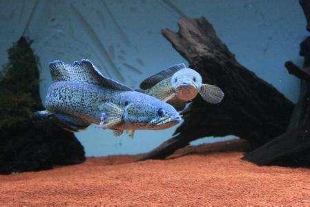 最凶猛的观赏鱼，凶猛的观赏鱼有哪些（盘点世界上十大凶猛淡水鱼）