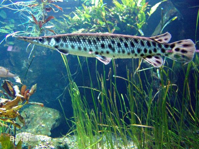 最凶猛的观赏鱼，凶猛的观赏鱼有哪些（盘点世界上十大凶猛淡水鱼）