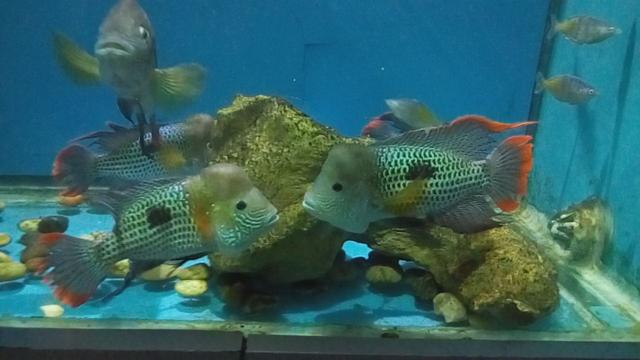 最凶猛的观赏鱼，凶猛的观赏鱼有哪些（盘点世界上十大凶猛淡水鱼）