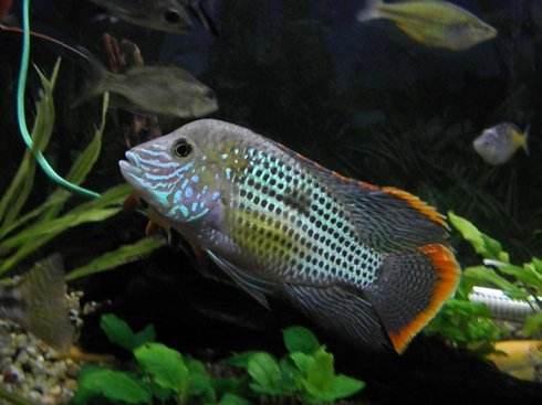 最凶猛的观赏鱼，凶猛的观赏鱼有哪些（盘点世界上十大凶猛淡水鱼）