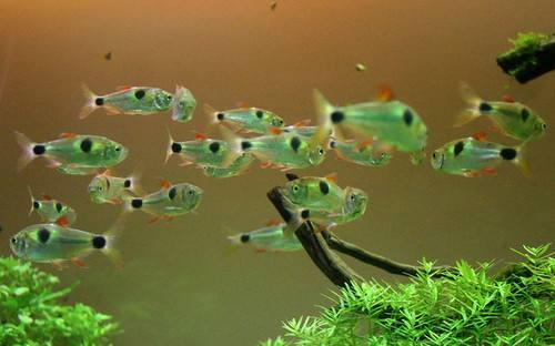 最凶猛的观赏鱼，凶猛的观赏鱼有哪些（盘点世界上十大凶猛淡水鱼）