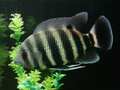 最凶猛的观赏鱼，凶猛的观赏鱼有哪些（盘点世界上十大凶猛淡水鱼）