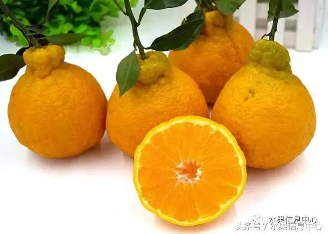 柑橘品种上市时间表，如何让柑橘6月上市