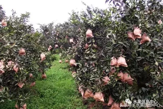 柑橘品种上市时间表，如何让柑橘6月上市